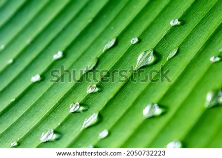Morning dew drops on banana leaf, macro photography, West Java, Indonesia