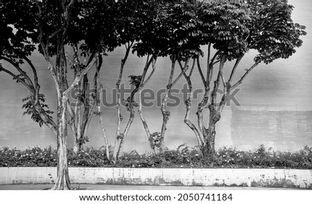Twisted and Wind Bent Banyan Trees Against an Exterior Wall.  Intricate backdrop with shadow and detail for a cover or template.