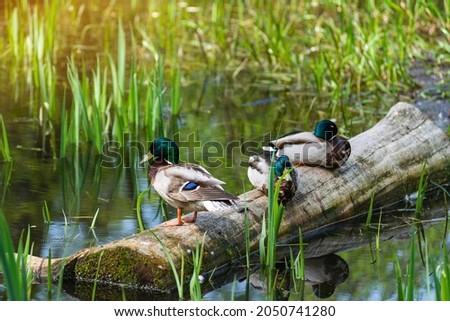 Male mallard ducks Anas Platyrhynchos are sitting on submerged log in marsh. Two ducks are sitting with their paws tucked up, third in front is standing still. Most common and famous wild duck Royalty-Free Stock Photo #2050741280