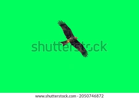 birds of prey eagle flying on green screen background