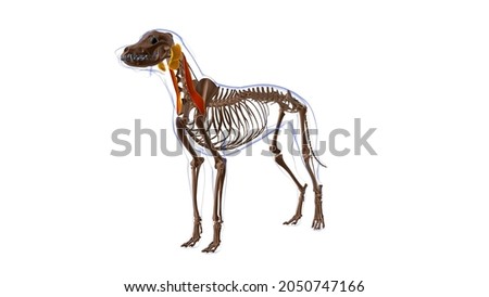 Omotransversarius muscle Dog muscle Anatomy For Medical Concept 3D Illustration