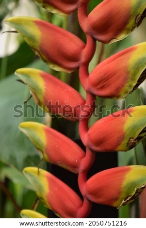 Close-up photo of heliconia houseplants in the morning.