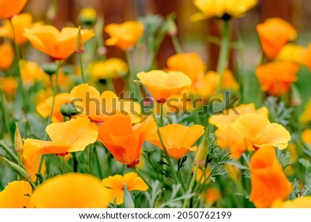Yellow flowers of the eschscholzia californica.Floral natural background.Summer concept.Selective focus with shallow depth of field.