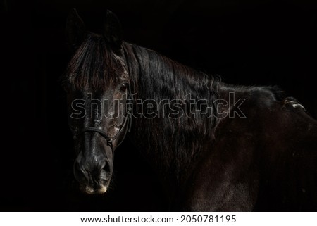 Brown horse portrait with black background