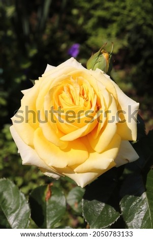 Yellow color Hybrid Tea Rose Cappucino flowers in a garden in June 2021. Idea for postcards, greetings, invitations, posters, wedding and Birthday decoration, background 