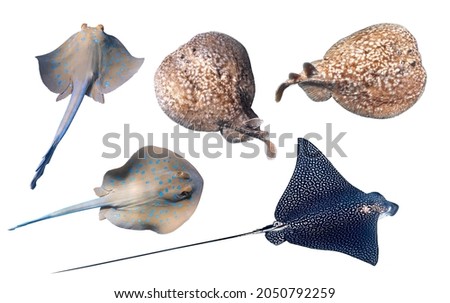 Different type of Stingrays isolated on a white backgr Bluespotted Ribbontail Ray, Panther Electric Ray, Spotted Eagle Ray. Set of underwater dangerous tropical fish, cut out.