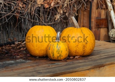 three pumpkins are standing on a wooden table, autumn harvest of vegetables