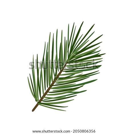 Christmas branch of pine tree. Flat vector Illustration for card, sticker and print. 