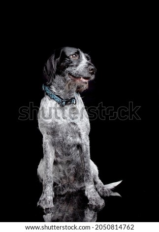 German Wirehaired Pointer Dog Studio Shot On Black Background Royalty-Free Stock Photo #2050814762