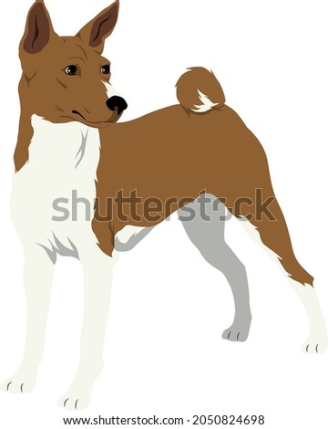 Basenji Dog Vector Illustration Colored 