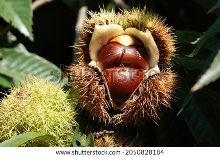 The fruits of chestnut trees are wrapped in thorny clusters, and there is a thin, astringent inner bark inside the brown outer bark. The contents can be eaten raw or cooked in various other ways. 