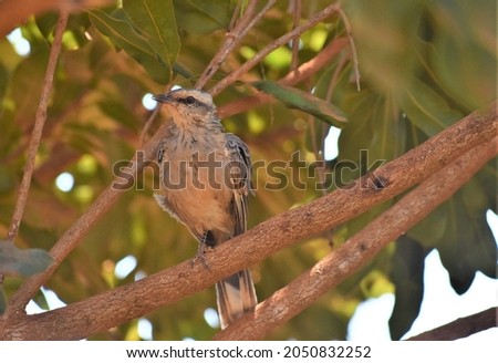 Chalk-browed Mockingbird or Mimus saturninus in the Brazilian Cerrado