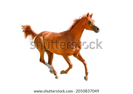 Red arab horse in motion. Arabian breed isolated on the white background. Beautiful brown arabian horses running over a white background