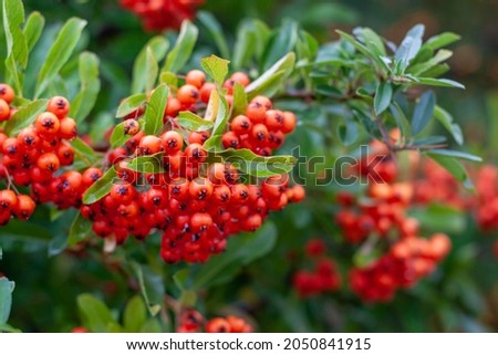 Ornamental plant with red berry fruits, pyracantha plant, firethorn, red berry, bush, hedge, branch, autumn, pyracantha, garden, rowan, green leaves in the background Royalty-Free Stock Photo #2050841915