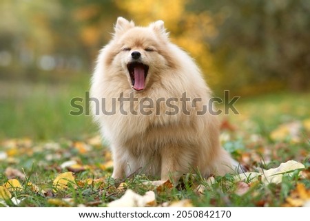 Portrait of beautiful sleepy yawning Pomeranian Spitz dog, puppy is yawn. Screaming dog with open wide mouth. Walking in golden autumn park. Royalty-Free Stock Photo #2050842170