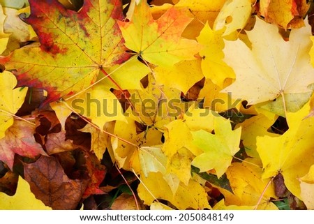 Autumn background with maple leaves. Yellow maple leaves. Maple leaves fallen to the ground. Autumn leaves texture