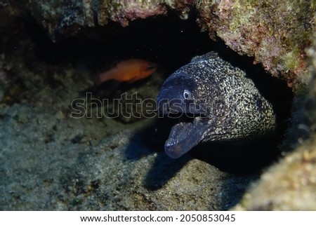 moray eel looking out from it's cave