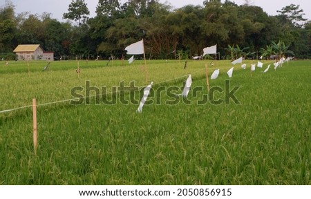 The rice or oriza sativa is beginning to bear fruit, with rope on top and plastic to ward off the bird pests