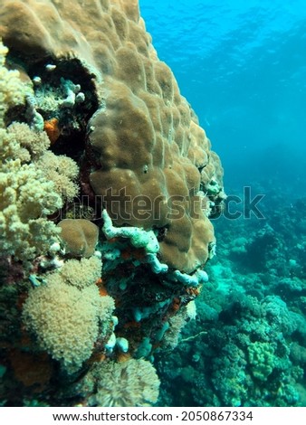 a beautiful underwater coral reef