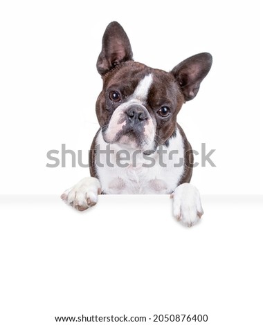 studio shot of a cute dog on an isolated background holding a blank white sign
 Royalty-Free Stock Photo #2050876400