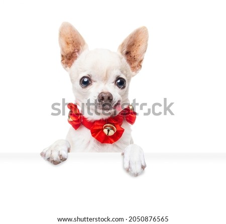 studio shot of a cute dog on an isolated background holding a blank white sign

