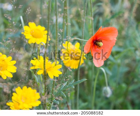 poppy flower background