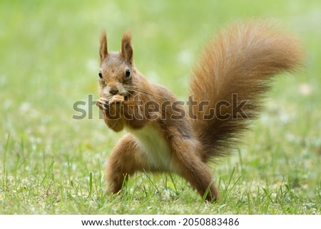 squirrel on a meadow looks like posing as a street fighter