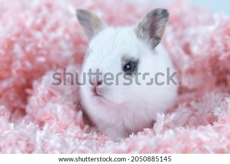 A healthy lovely new born bunny easter white rabbit on white background. Cute fluffy baby rabbit sitting in soft pink blanket on white background. Animal concept.