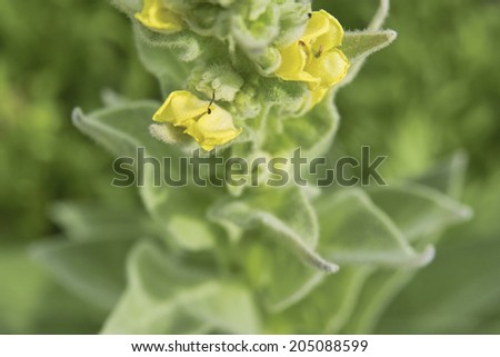 An Image of Yellow Flower