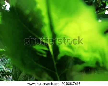 Abstract blurred Green leaf background and texture. 
