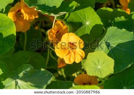 Nasturtium flowers on a background of green leaves.