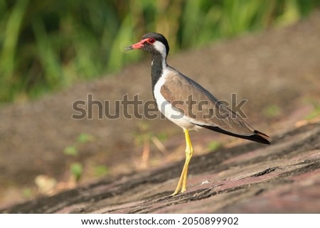 View of Red Wattled Lapwing