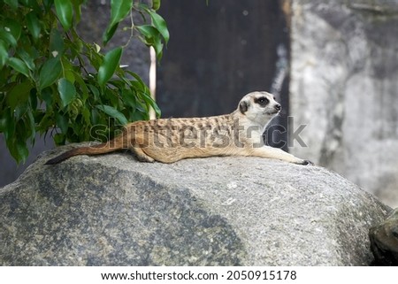 Beautiful Meerkat in the nature