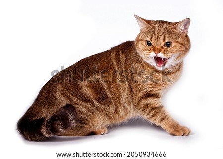Angry ginger tabby cat hisses and attacks (isolated on white) Royalty-Free Stock Photo #2050934666