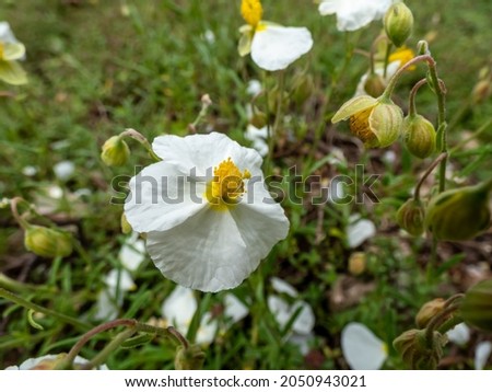 Macro of white flower with yellow center of the white rock-rose (Helianthemum apenninum) blooming in summer with blurred green vegetation background