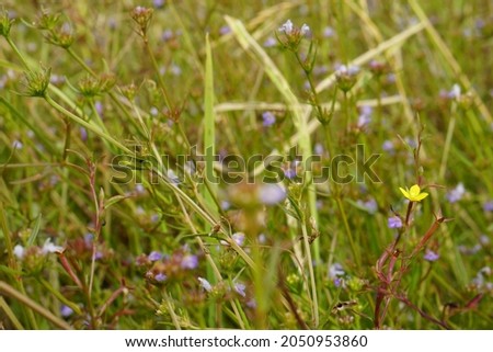 Small mini purple pink grass flowers with green leaves background texture spring summer nature concept
