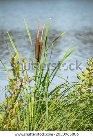 Cattail on the bank of a river among lush vegetation and blurred water background. Selective focus. Summertime photo of a natural landscape.