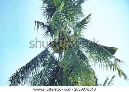 a picture of a coconut tree, high quality photo