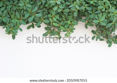 The leaf curtain is green with a white background.