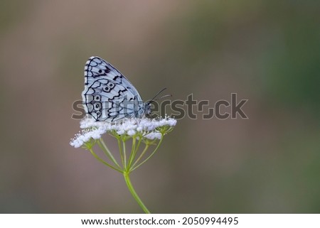 black and white butterfly perched on a white flower, Melanargia larissa