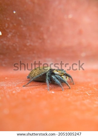 Jumping spider  isolated on red  background. Simple macro nature photo.