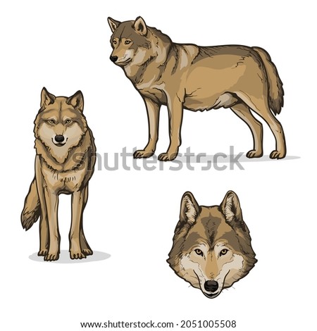 Wolves, isolated on a white background. Color vector illustration of a wolf. Royalty-Free Stock Photo #2051005508
