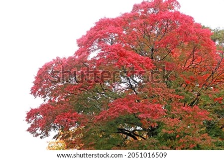 The autumn season leaf in Japan