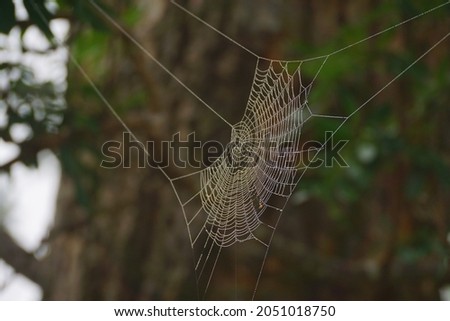 Photo of water drop on spider web.