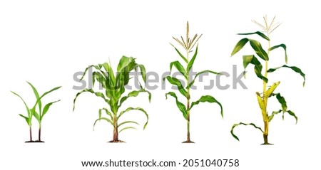 Corn plant  growing isolated on white background for garden design. The development of young plants, from sequence to tree, ready to be harvested. Agriculture for the food industry. Royalty-Free Stock Photo #2051040758