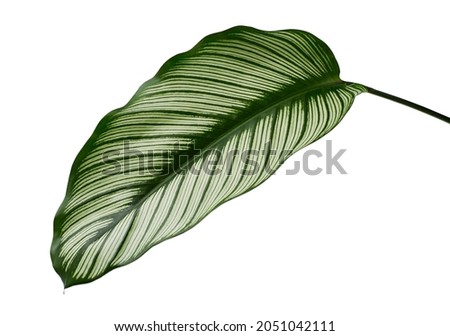 Calathea ornata (Pin-stripe Calathea) leaves, Tropical foliage isolated on white background, with clipping path Royalty-Free Stock Photo #2051042111
