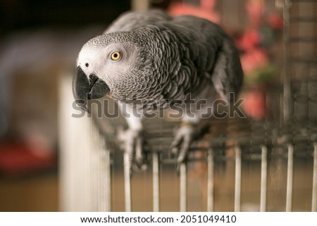 African Gray Parrot standing on his cage looking directly at camera