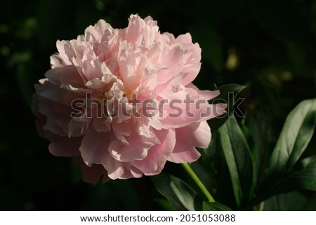  Paeonia My Pal Rudy.  Double pink peony flower. Paeonia lactiflora (Chinese peony or common garden peony). Beautiful pink peonies growing in the garden.                               Royalty-Free Stock Photo #2051053088