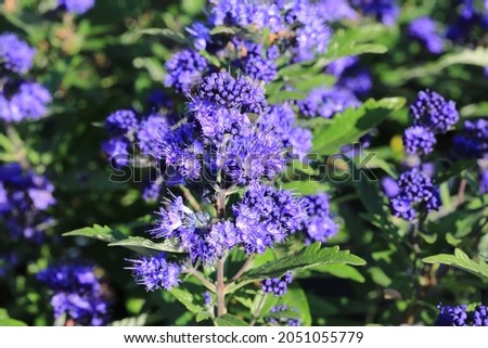 Beautiful blooming bluebeard in sunny September Royalty-Free Stock Photo #2051055779