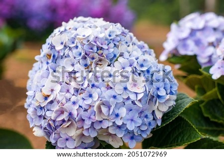 Beautiful blue hydrangea or hortensia flower close up. Artistic natural background.